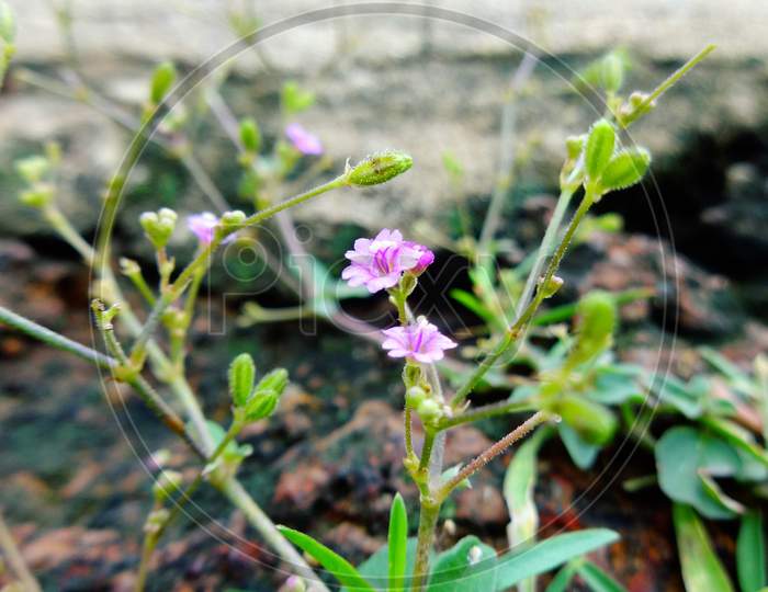 Violet tiny macro flowering plant photography