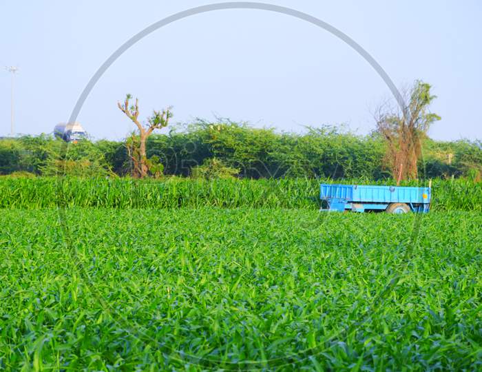 Agriculture farm in Kutch, Gujarat, India, Morning in farm