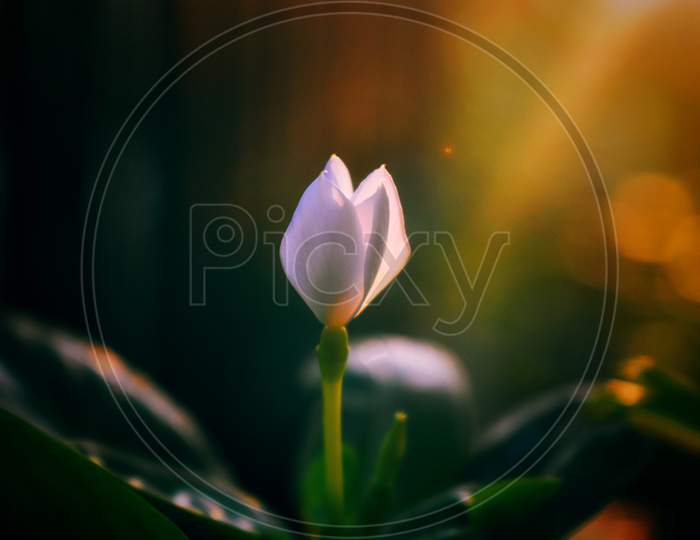 A White Tulip Flower In Its Young Age Being Exposed To Fresh Morning Sunlight