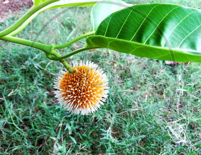 Neolamarckia Cadamba Flower In The Natural Environment