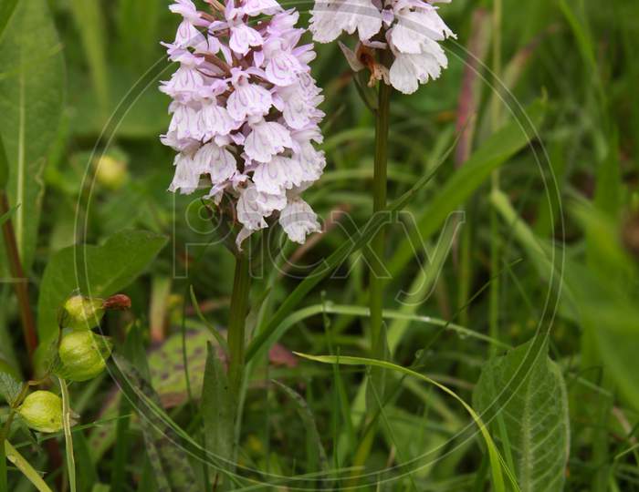 Common Spotted Orchid In Transylvania Romania