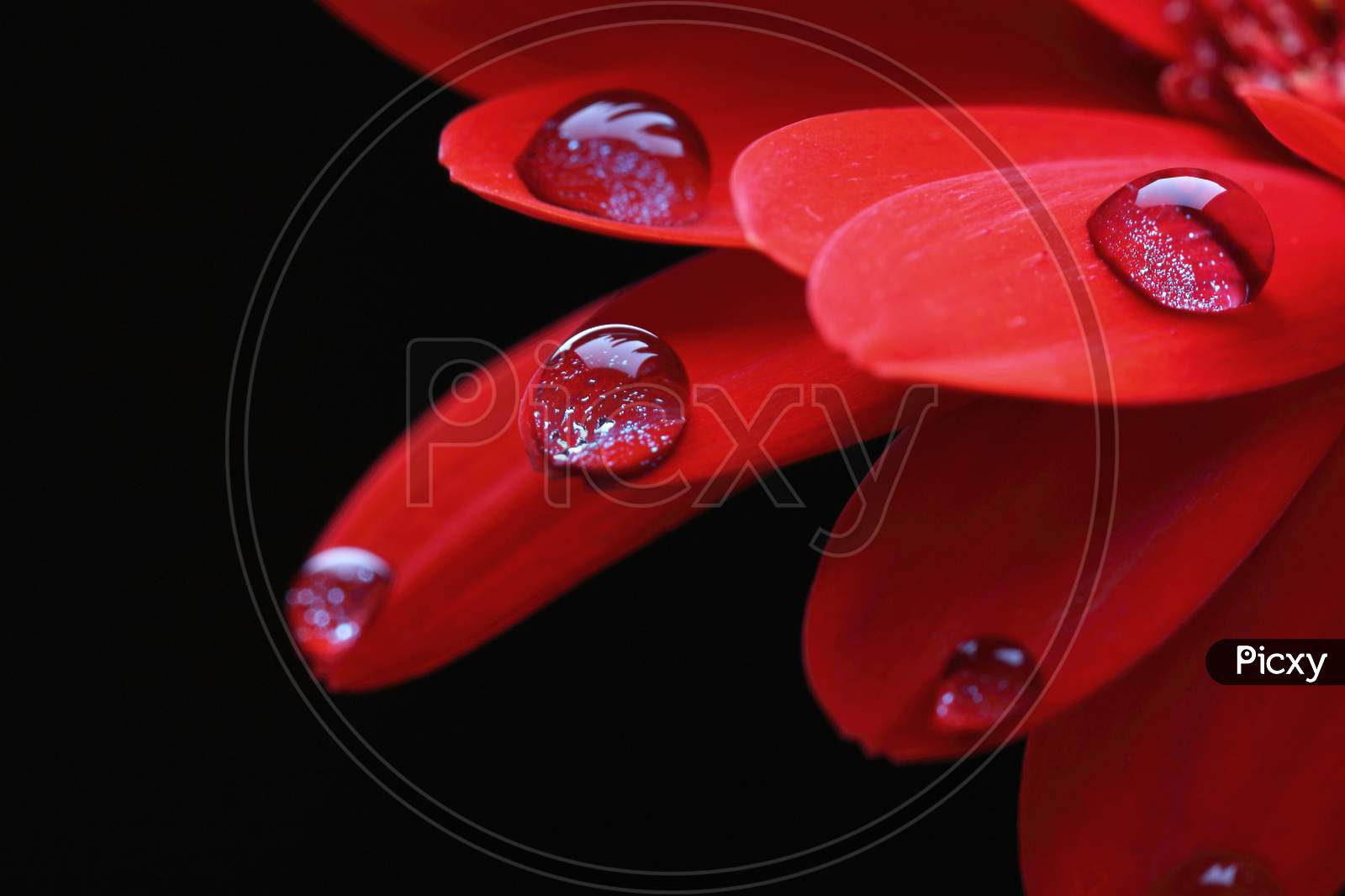 water drops on petals
