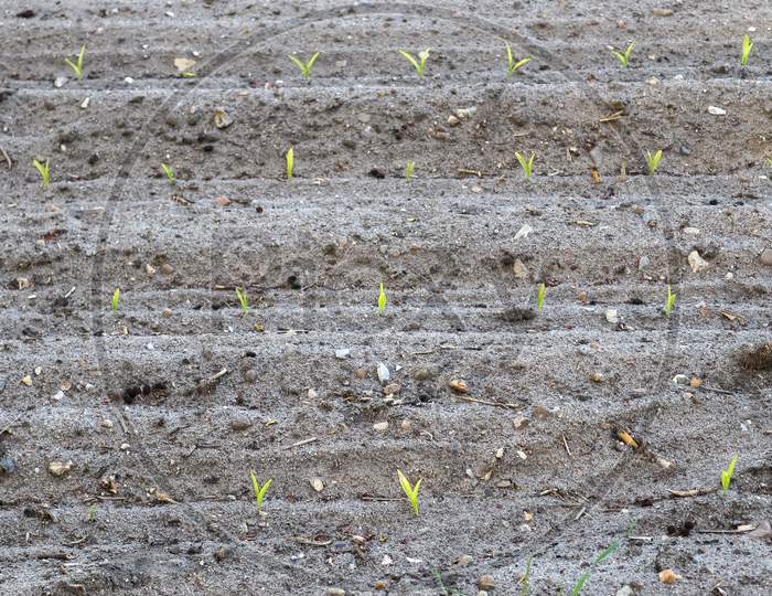 Close Up View On Seedling On An Agricultural Field In A Perspective View