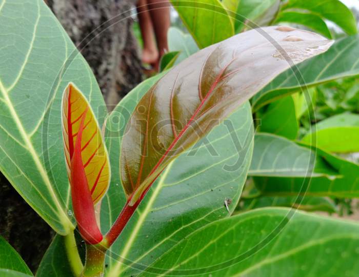 Green heliconia leaf plant closeup shot
