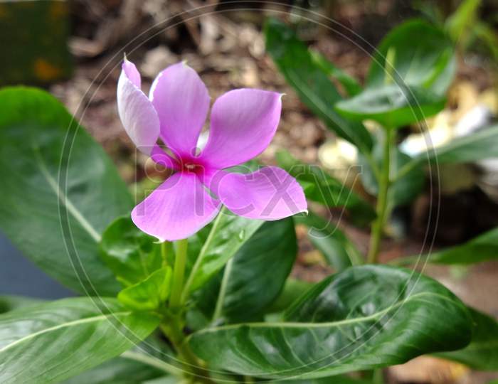 Pink morning glory Petal sweet peas flowering plant