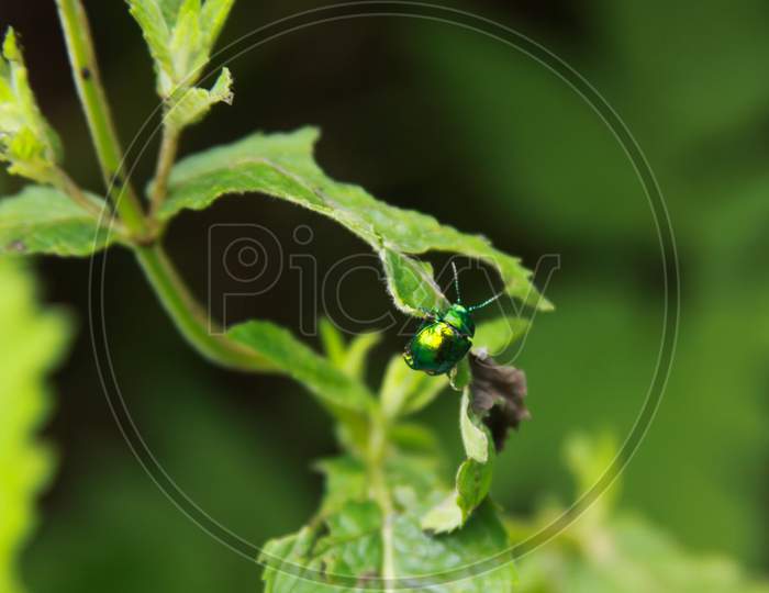 One Gem-Like Shiny Insect On Green Leaf