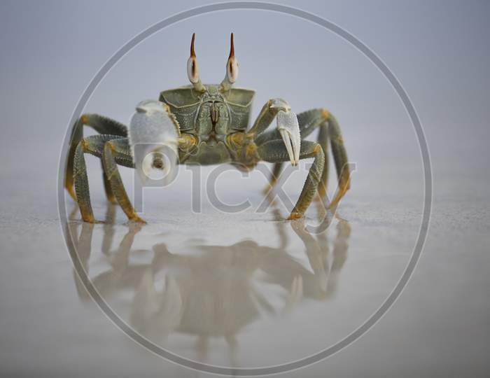 a crab in angry mood