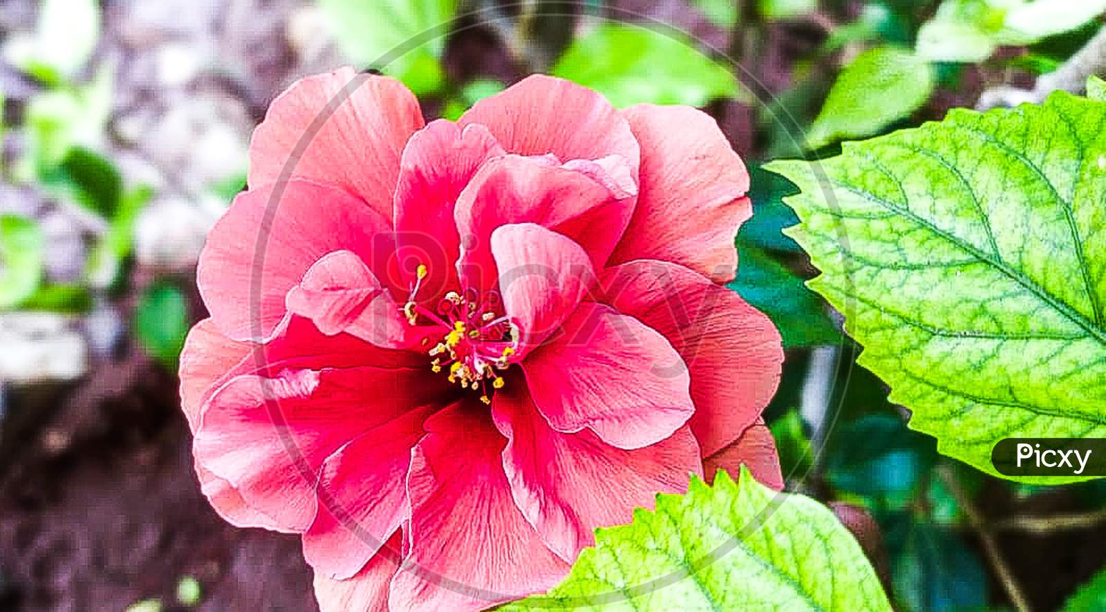 Hibiscus flowers wallpaper with background natural