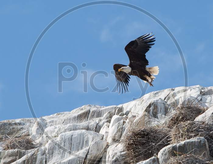 eagle flying on the mountains