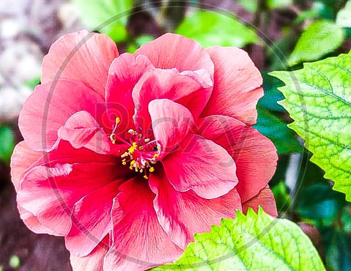 Hibiscus flowers wallpaper with background natural