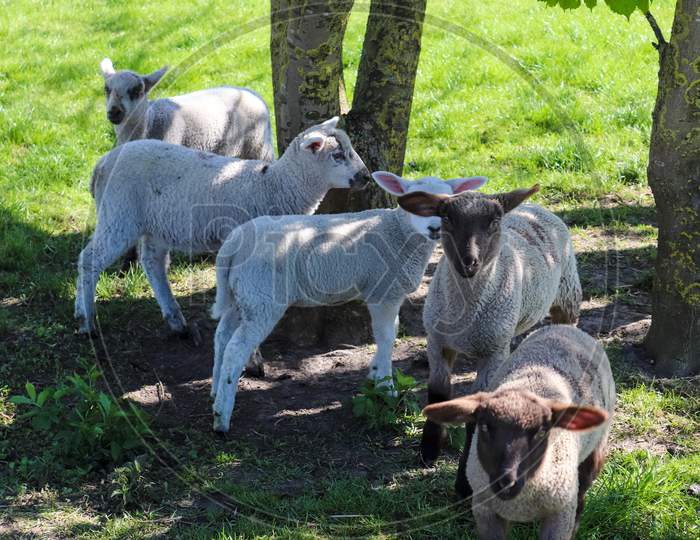 roup of sheeps and lambs on a green meadow on a sunny day during springtime in Germany