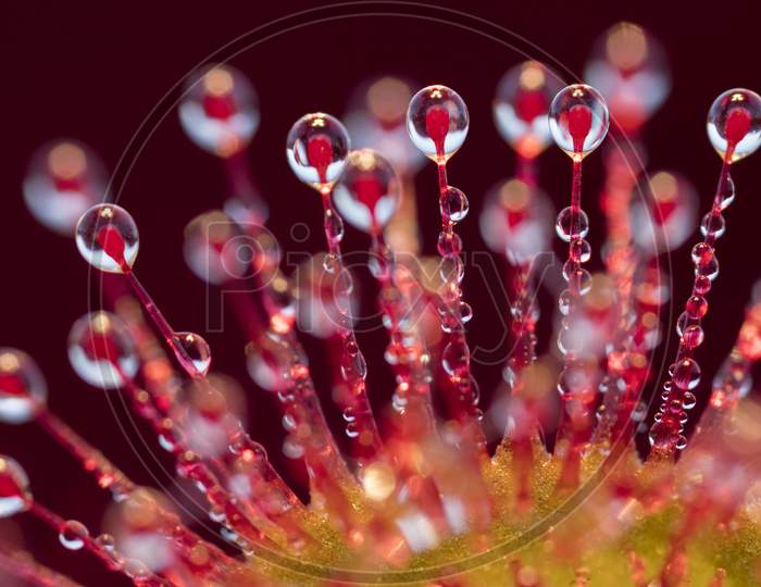 fresh dew drops on stems