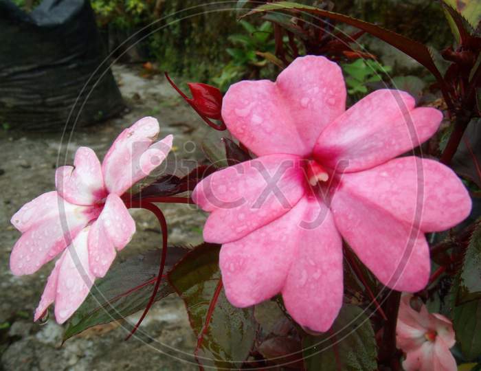 closeup of pink colored flowers with rain drops on it