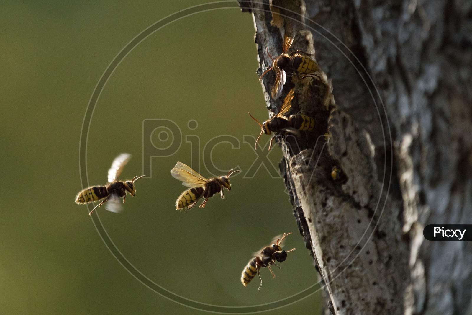 hornet hive