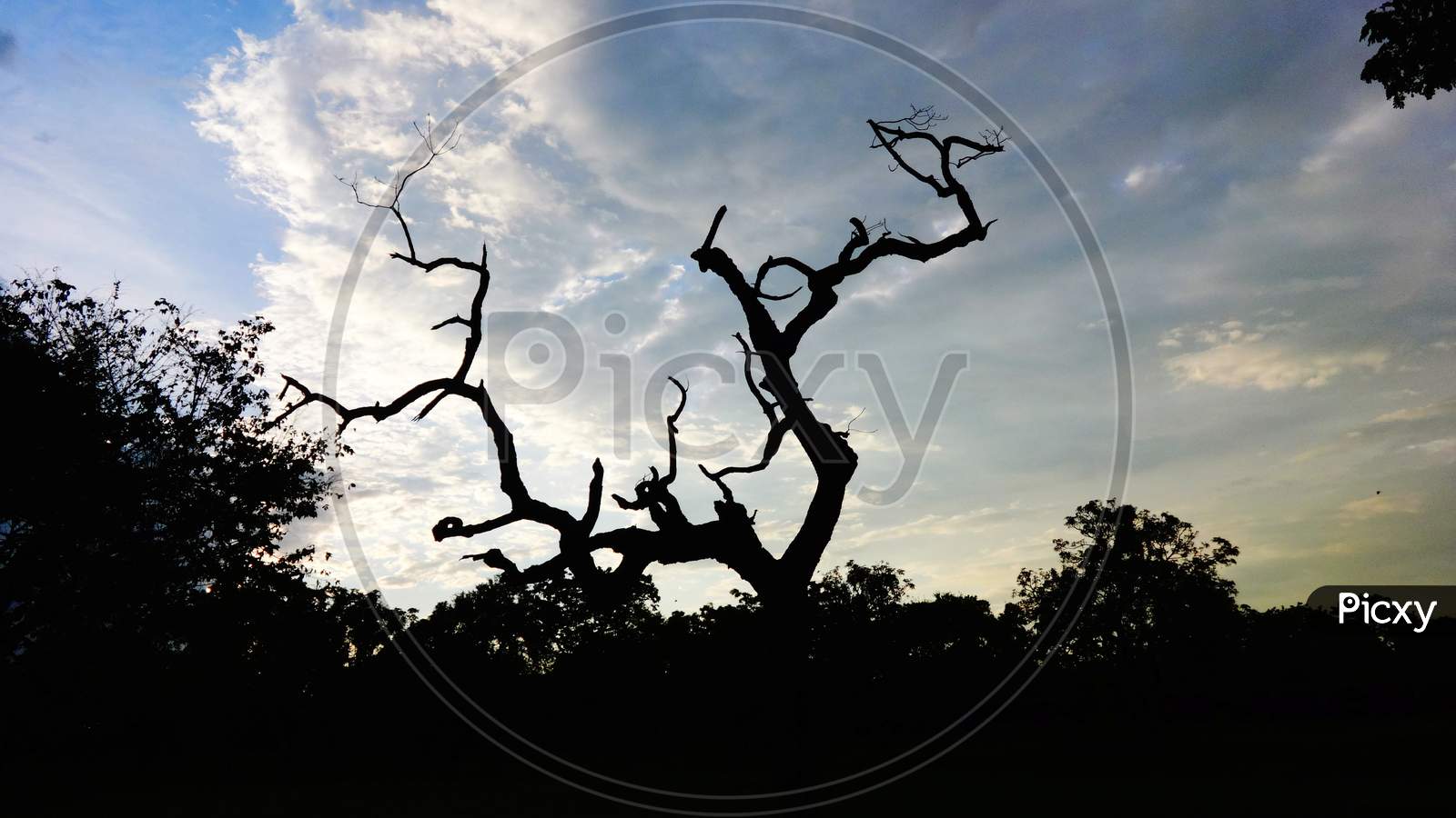 Old dead tree trunk closeup Photography with Beautiful sky background