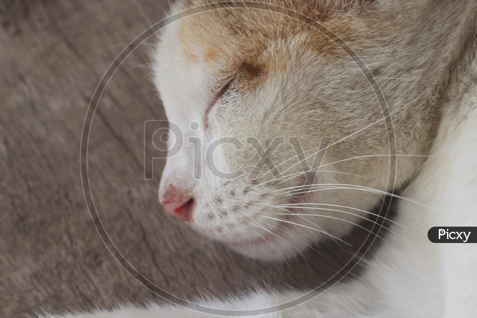 White Cat Sleeping Close Up