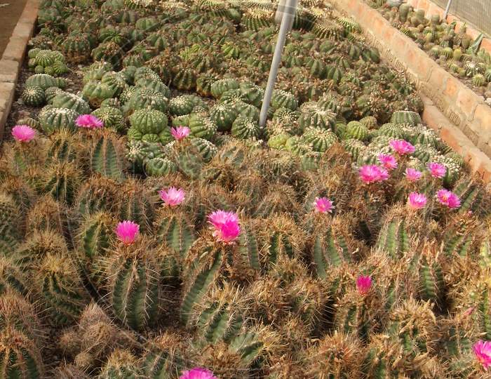 close up of variety of cactus