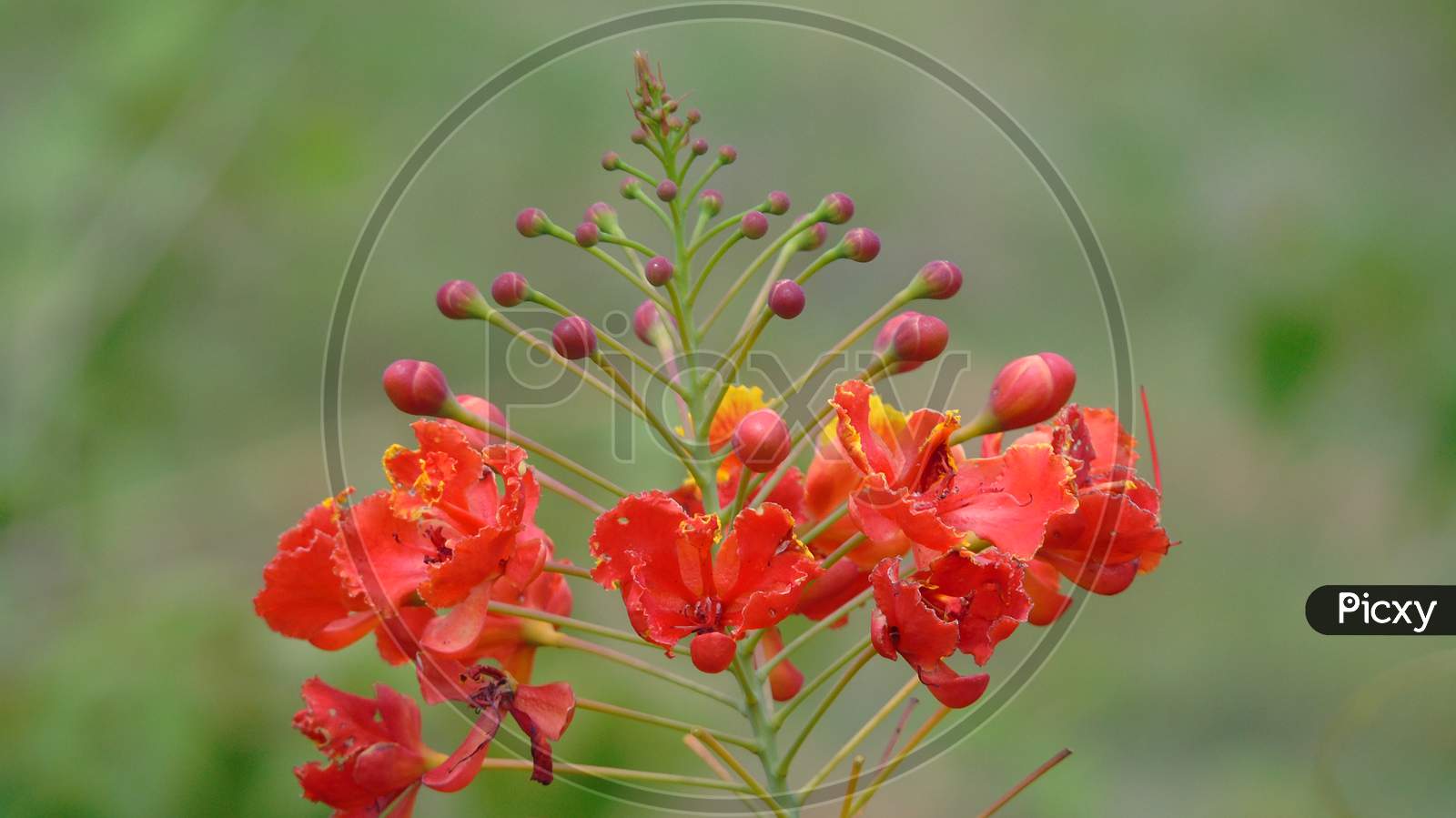 Red flower in green plant