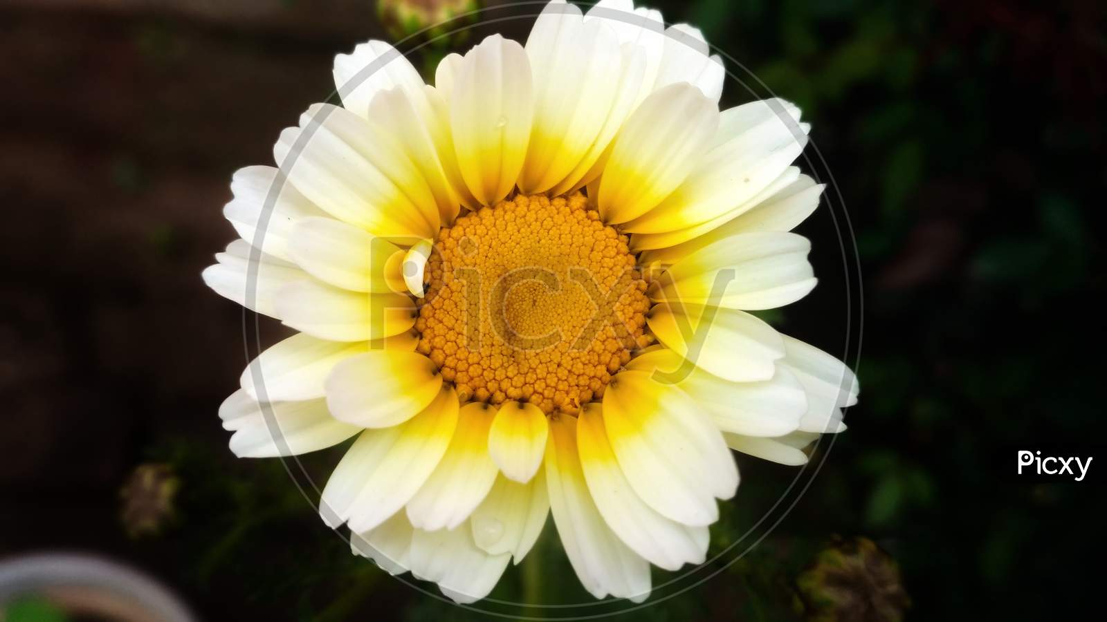 Barberton daisy flower.