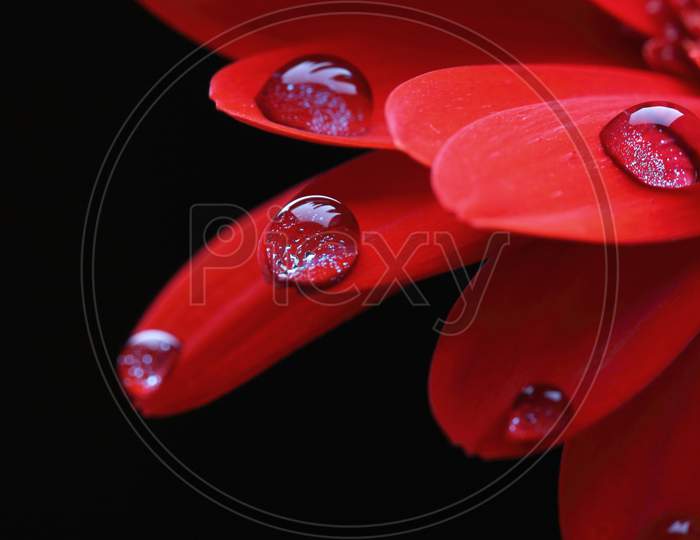 water drops on petals