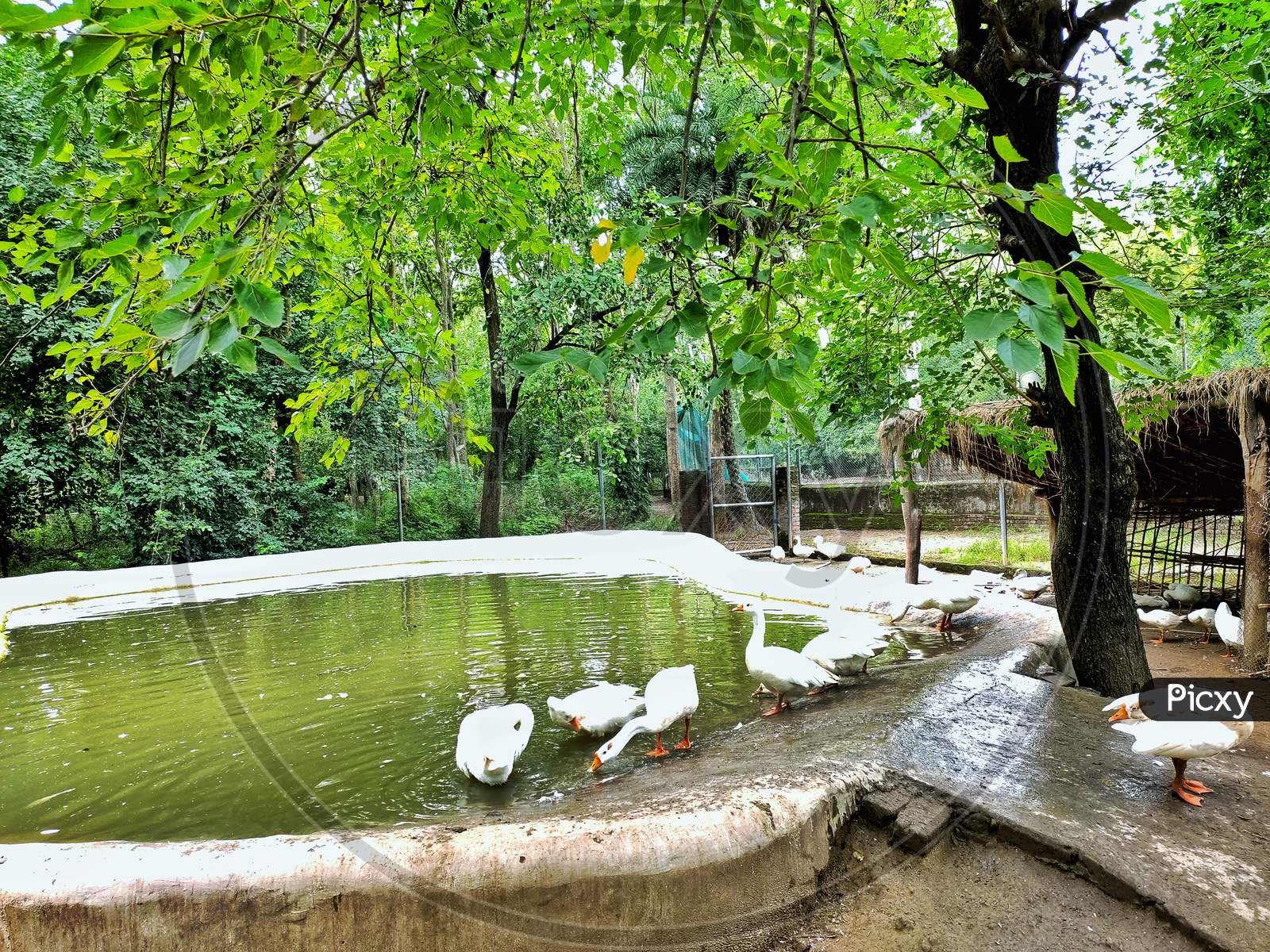 Ducks in a zoo near a pond in Punjab in india in tiger safarii zoo