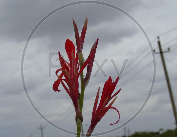 Red canna flower