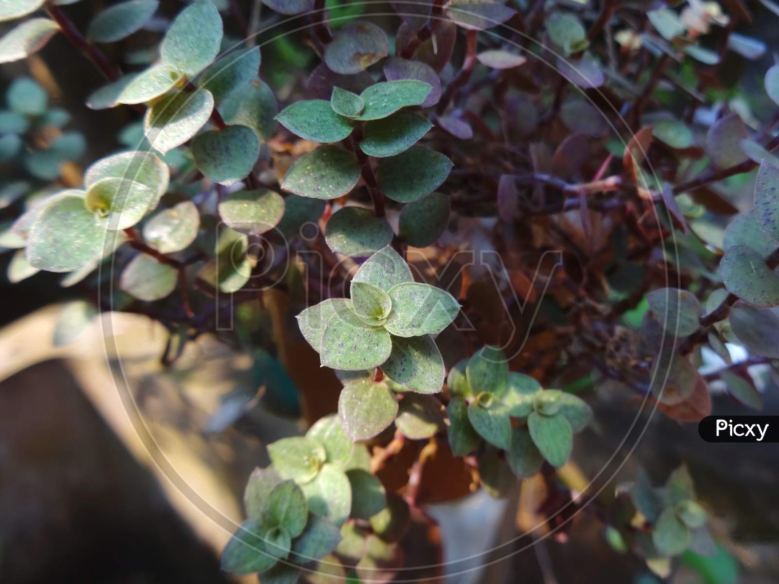 Green closeup herb plant Photography