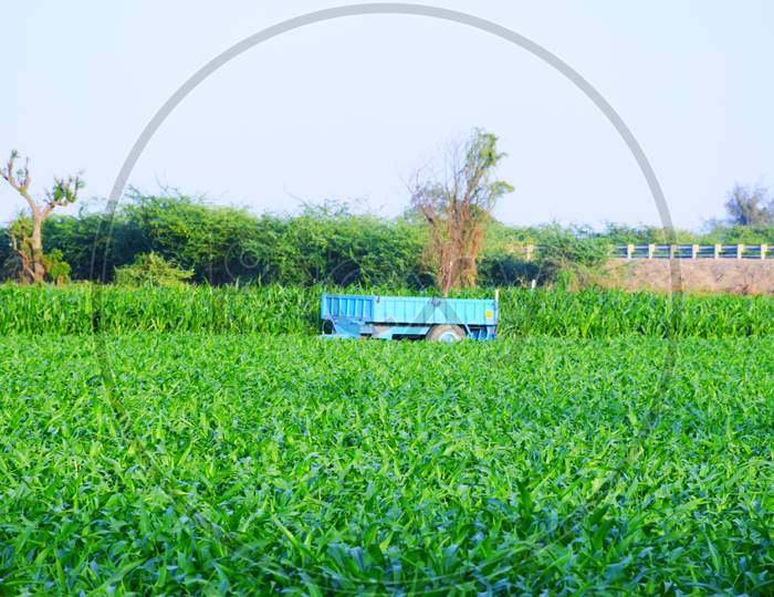 Agriculture farm in Kutch, Gujarat, India, Morning in farm