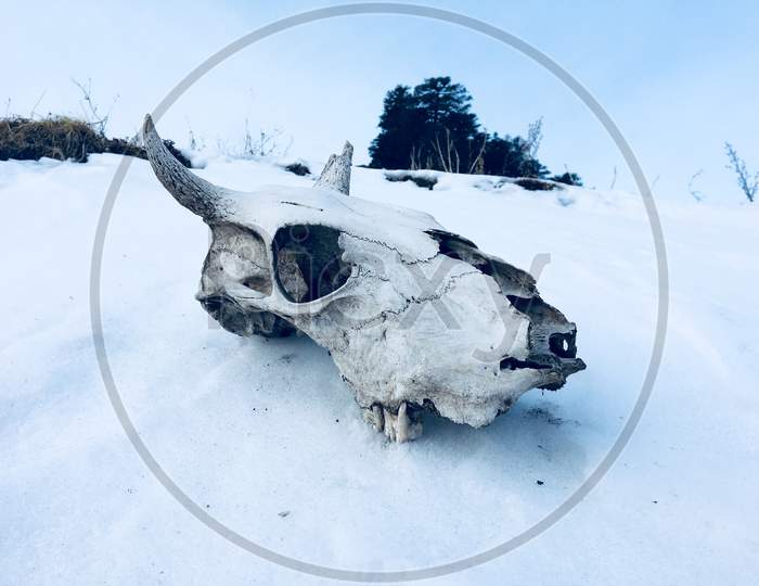 Snow Deer Skull