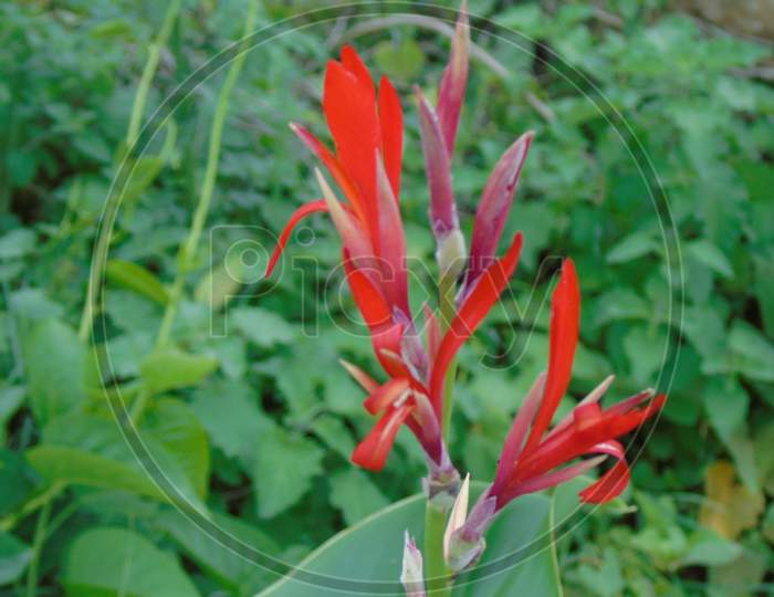 Red canna flower