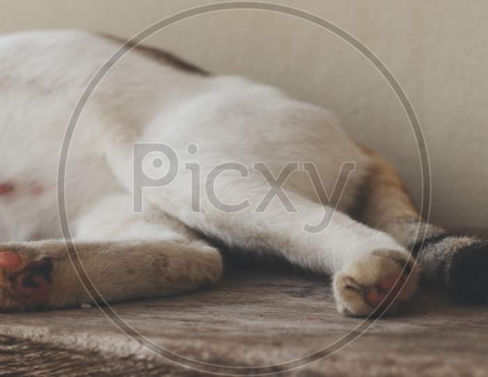 White Cat Sleeping Close Up