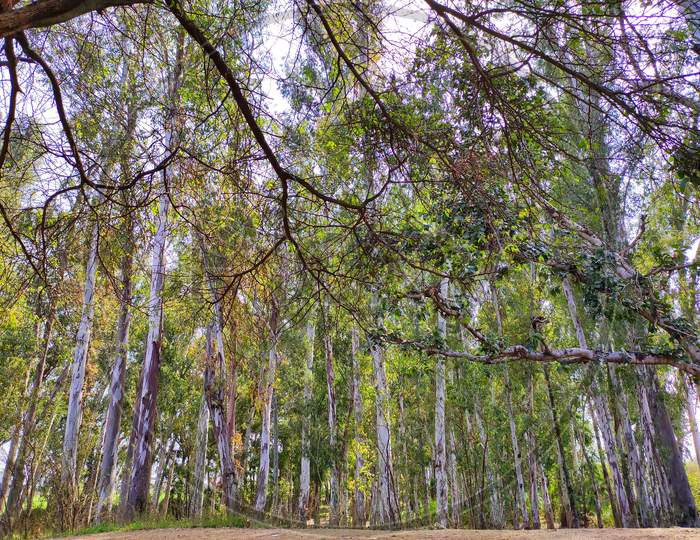 eucalyptus forest in ludhiana punjab in india