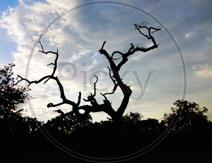 Old dead tree trunk closeup Photography with Beautiful sky background