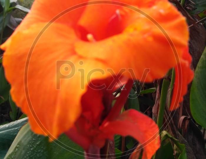 Canna lily flower.