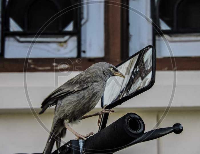 bird looking into a rear view mirror