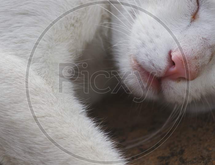 Cat Sleeping Closeup