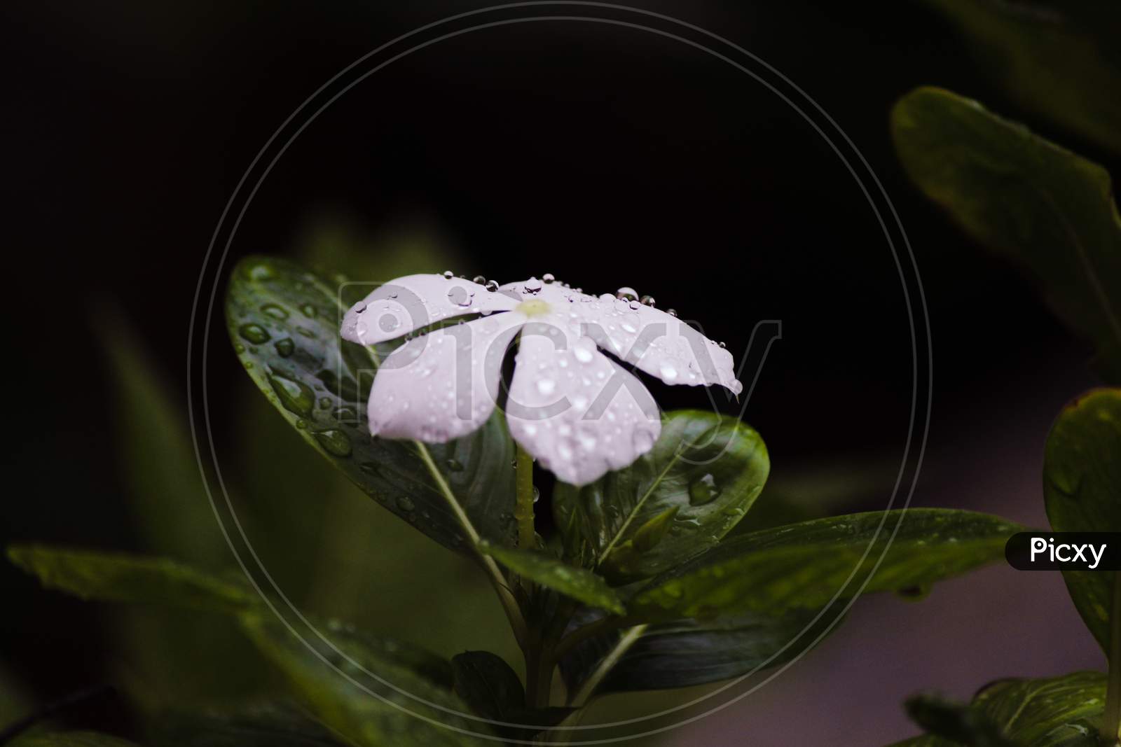 White Flowers With Water Drops