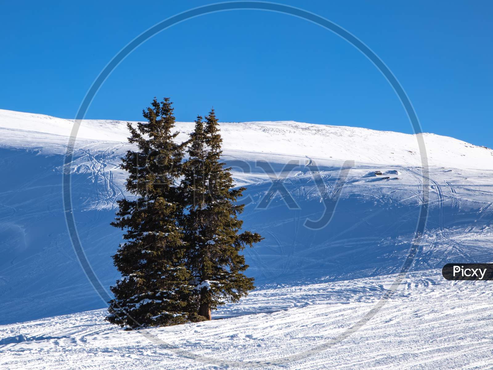 Two Trees Sit On Top A Colorado Mountain