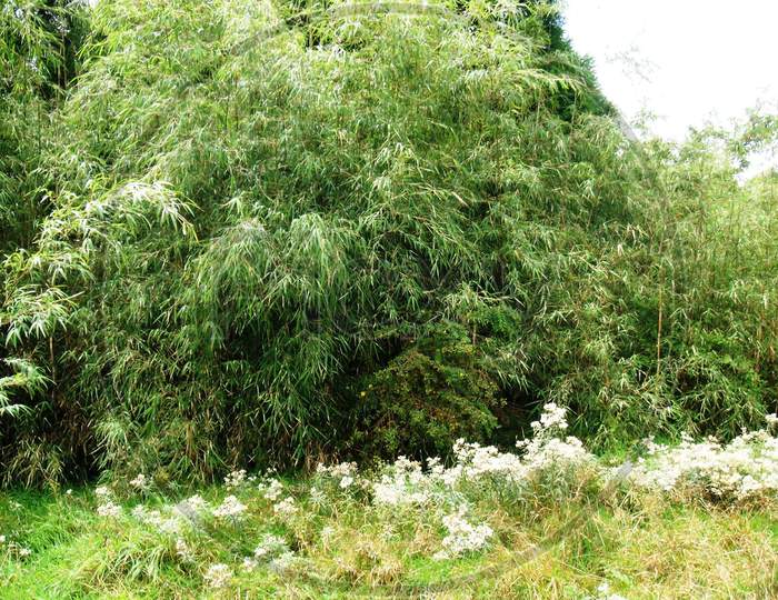 green vegetation in rural area of Darjeeling