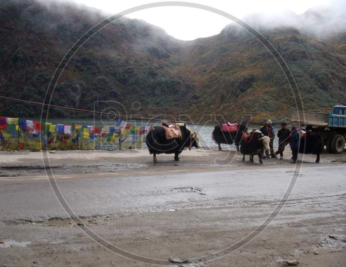 yaks available for a ride at Changu Lake