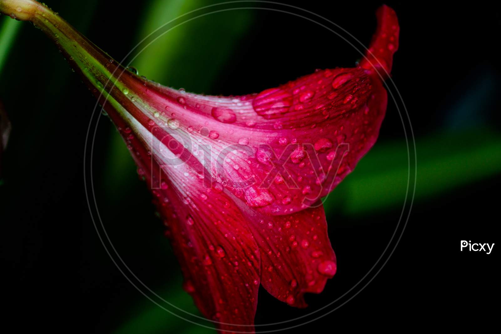 Side View Of A Red Lilly Flower