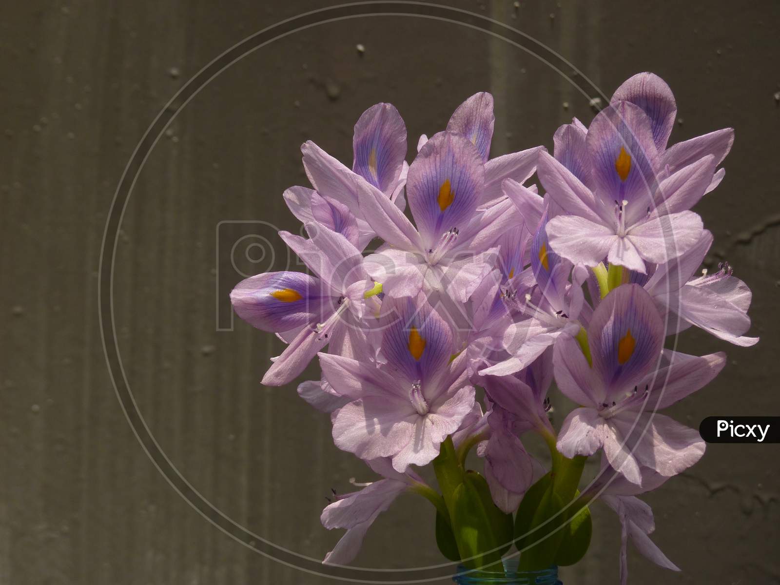 Water HyacinthWater Hyacinth