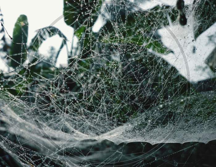 Spider web closeup shot, beautiful closeup Photography