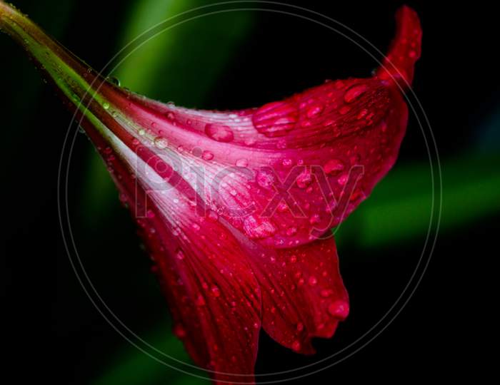 Side View Of A Red Lilly Flower