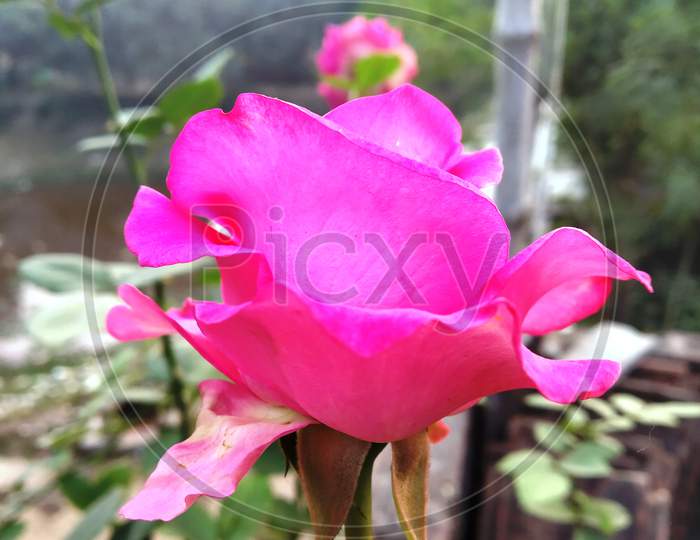 closeup of a pink colored rose flower