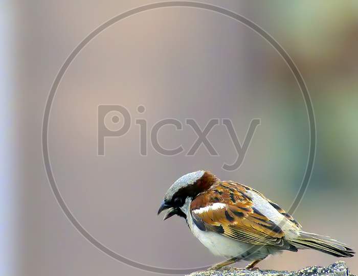 Little house sparrow looking down