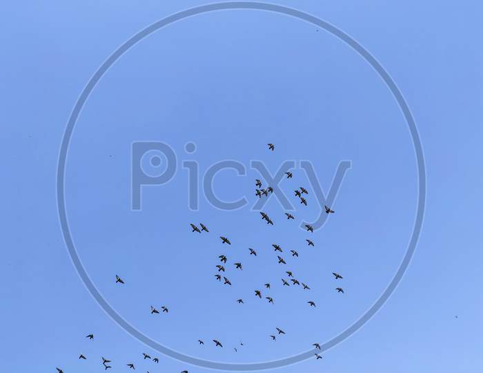 Pigeon flying in sky in a jungle in india