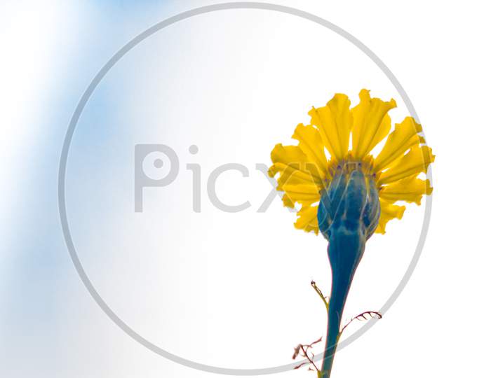 A yellow china rose in the blue-white sky background