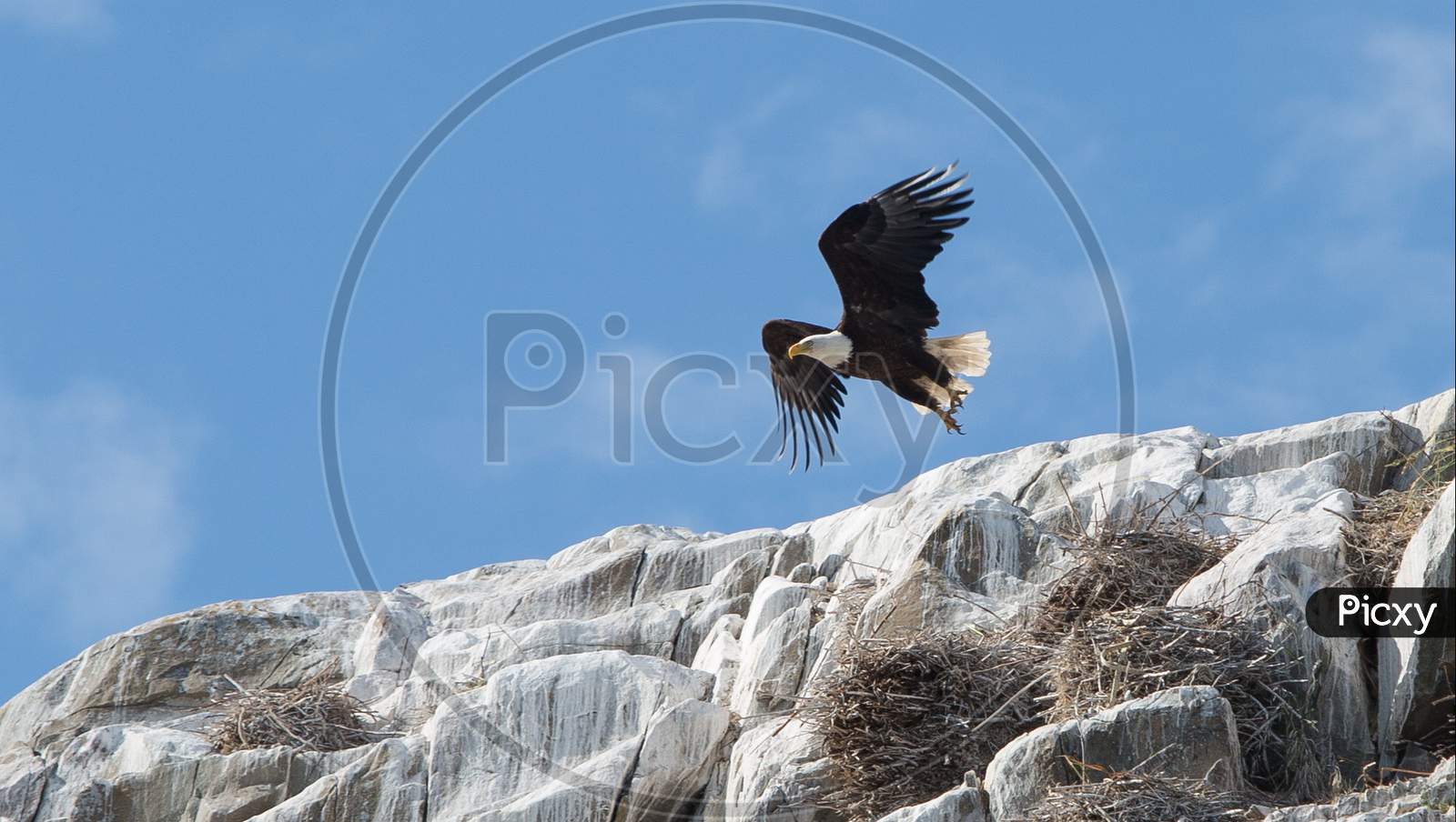 eagle flying on the mountains