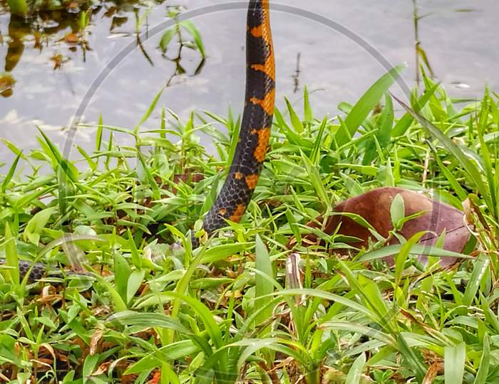 Snake in the wild